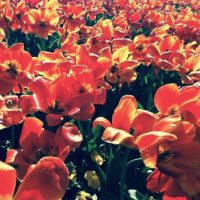 tulips-1